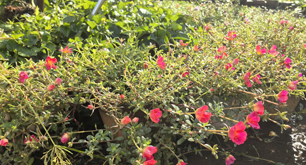 來自廣有五金的早會(huì)——美麗而溫馨的邂逅|廣有五金&東莞合頁(yè)?